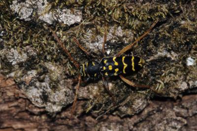 <i>Plagionotus arcuatus</i>