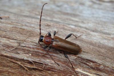 <i>Phymatodes testaceus</i>