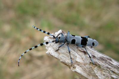 <i>Rosalia alpina</i>
