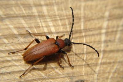 <i>Stictoleptura rubra</i>