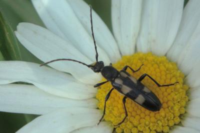 <i>Anoplodera sexguttata</i>