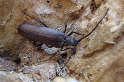 <i>Aegosoma scabricorne</i>