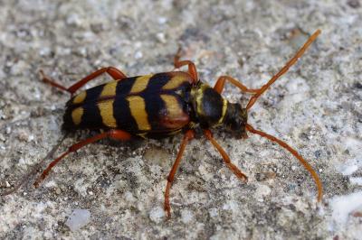 <i>Leptura aurulenta</i>