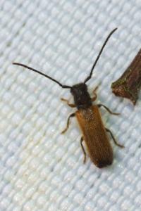 <i>Tetrops praeustus</i>