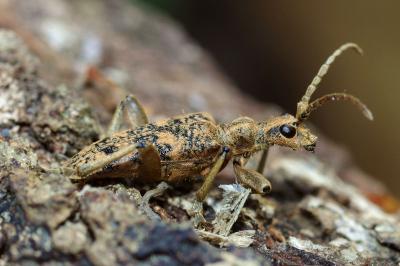 <i>Rhagium sycophanta</i>