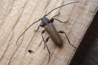 <i>Phymatodes testaceus</i>
