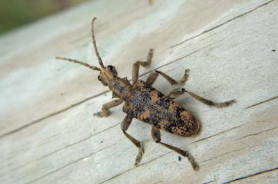 <i>Rhagium sycophanta</i>