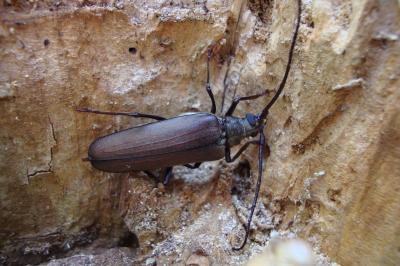<i>Aegosoma scabricorne</i>