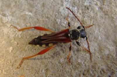 <i>Stenopterus rufus</i>