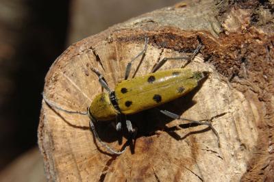 <i>Chlorophorus glabromaculatus</i>