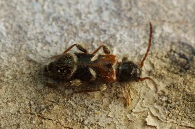 <i>Poecilium alni</i>