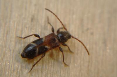 Poecilium alni