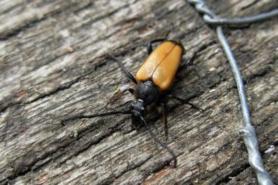 <i>Stictoleptura fulva</i>