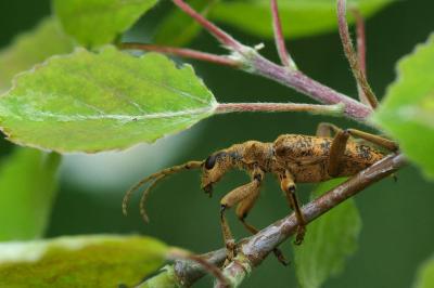 <i>Rhagium sycophanta</i>