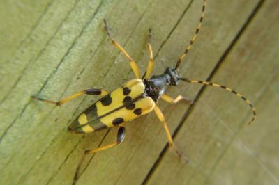 <i>Rutpela maculata</i>