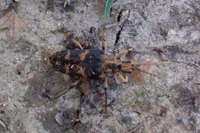 <i>Rhagium sycophanta</i>