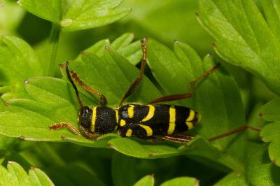 <i>Clytus arietis</i>