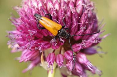 <i>Stictoleptura fulva</i>