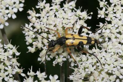 <i>Rutpela maculata</i>