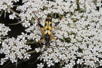 <i>Rutpela maculata</i>