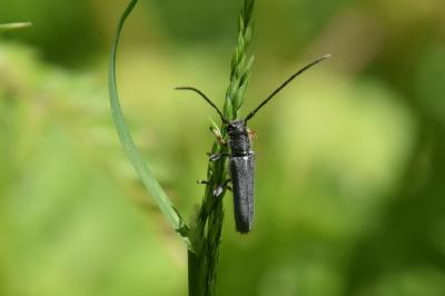 <i>Phytoecia cylindrica</i>