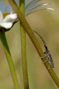 <i>Agapanthia cardui</i>