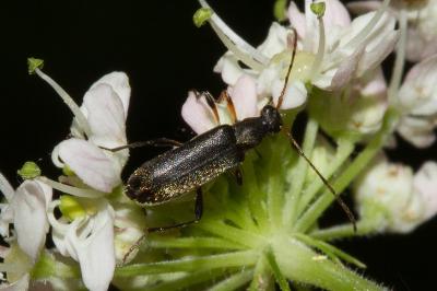 <i>Grammoptera ruficornis</i>