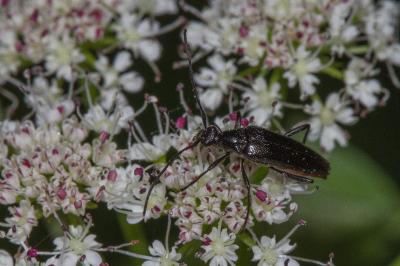 <i>Rutpela nigra</i>