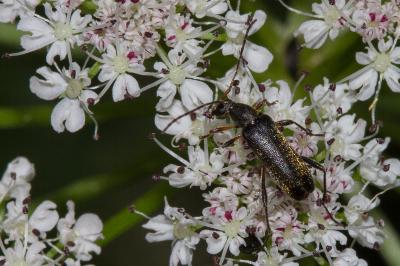 <i>Grammoptera ruficornis</i>