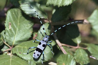 <i>Rosalia alpina</i>