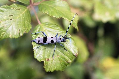 <i>Rosalia alpina</i>