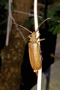 <i>Aegosoma scabricorne</i>