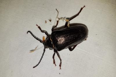 <i>Prionus coriarius</i>