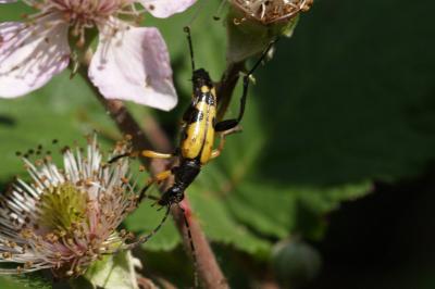 <i>Rutpela maculata</i>