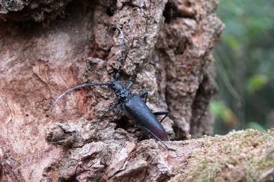 <i>Cerambyx cerdo</i>