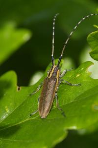 <i>Agapanthia asphodeli</i>