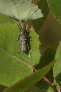 <i>Saperda populnea</i>