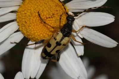 <i>Rutpela maculata</i>