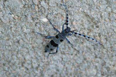<i>Rosalia alpina</i>