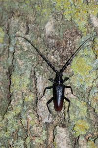 <i>Cerambyx cerdo</i>