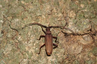 <i>Aegosoma scabricorne</i>