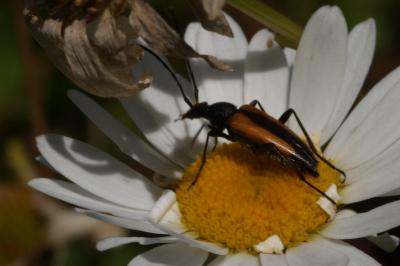 <i>Stenurella melanura</i>