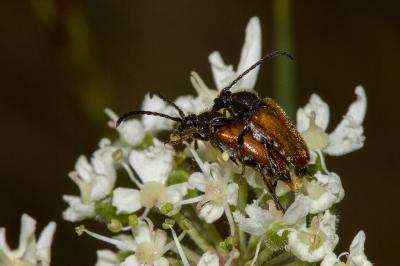 <i>Pseudovadonia livida</i>
