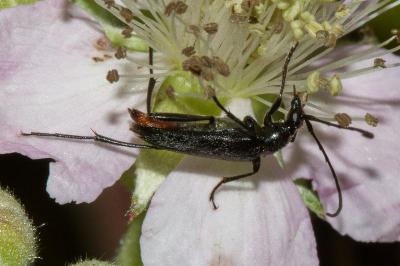 <i>Rutpela nigra</i>