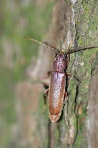 <i>Arhopalus rusticus</i>