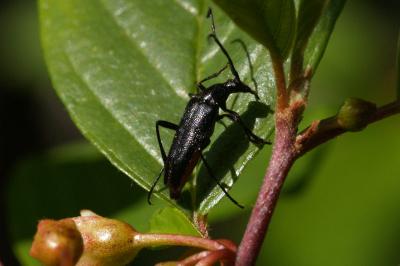 <i>Rutpela nigra</i>