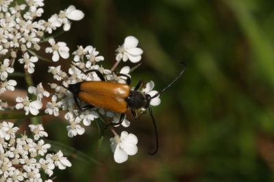 <i>Stictoleptura fulva</i>