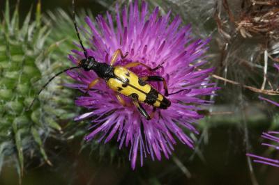 <i>Rutpela maculata</i>