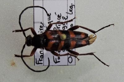 <i>Leptura aurulenta</i>