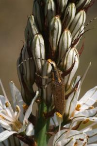 <i>Agapanthia asphodeli</i>